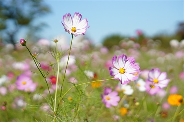 2025年发财的最新cf一人之下名字大全霸气大全