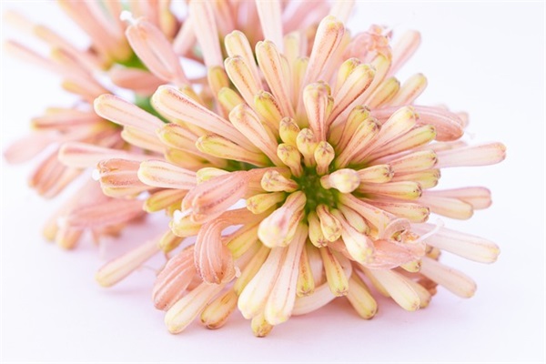 2025热门猫和老鼠男孩好听的名字