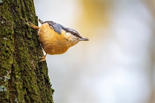 2025最新最酷的名字两个字的西游女儿国游戏名字
