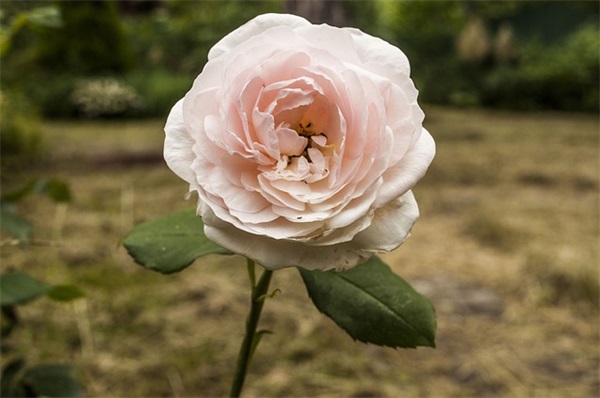 2025发财的最新腾讯围棋好听7字的id(精选51个)