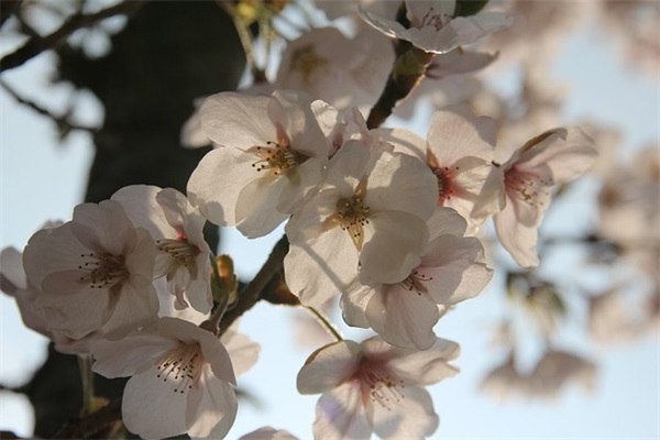 2025年赚钱的热门霸气的樱花校园情侣名字大全