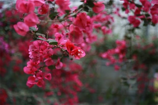 2025风之大陆六字名字