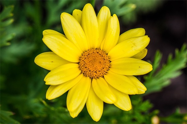 2025金铲铲之战英语情侣名字大全