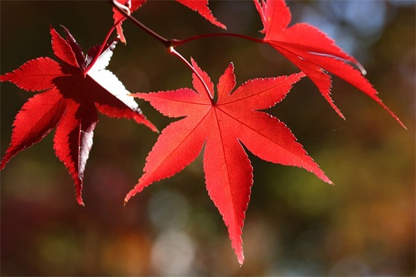 2025最赚钱的最新恐怖奶奶游戏名字非主流情侣名字