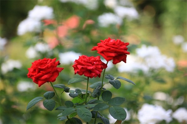 2025年登山赛车2七个字名字(精选53个)