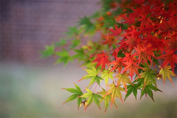 2025赚钱的热门王者荣耀cp名字唯美