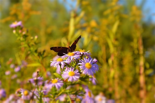 2025年4月吉利的最新使命召唤打野专用名字