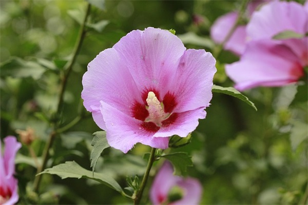 2025最新开心消消乐伤感id六字