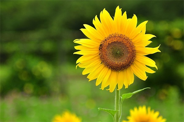 2025赚钱的热门和平精英火影忍者名字大全霸气大全