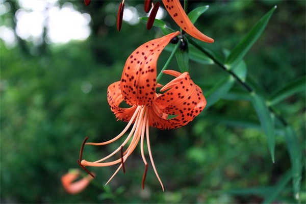 2025热门从细胞到奇点个性id四个字