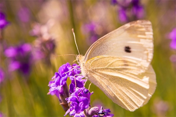 2025年最新一人之下适合上单的id(精选96个)