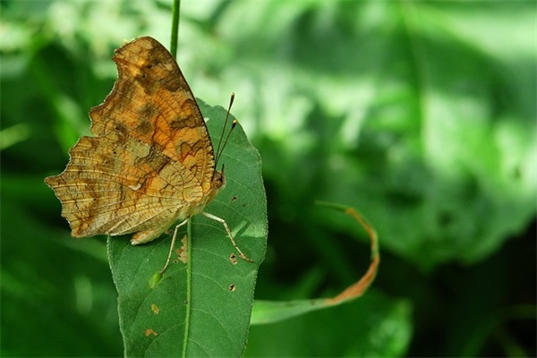 恐怖奶奶男孩好听名字2025游戏名字