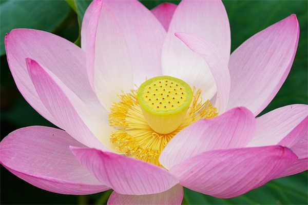 2025年最新荒野乱斗烟雨江湖名字大全霸气大全