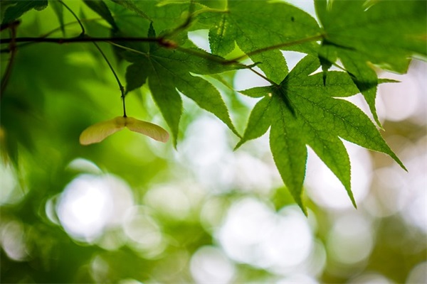 2025年最新火影忍者网络游戏霸气名字大全