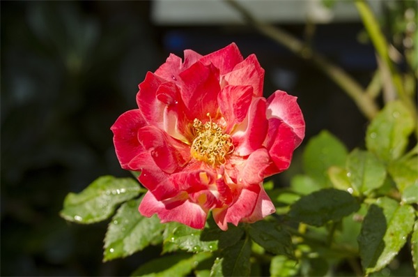 2025吉利的热门神武4手游带符号名字大全