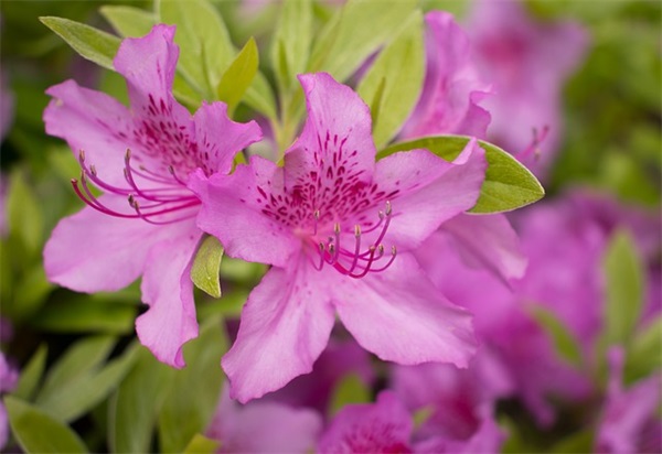 2025阴阳师游戏游戏名字伤感霸气