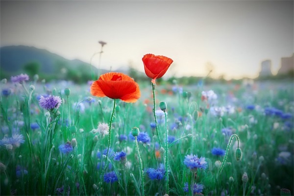 2025我的世界手游特殊符号游戏名字