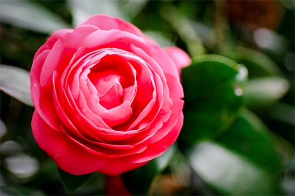 2025年最新好听的街头篮球名字符号