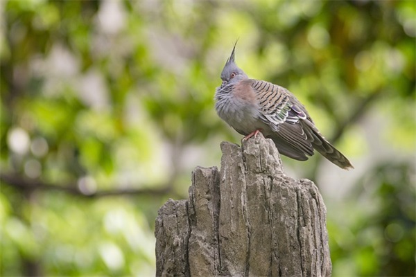 王者游戏名（王者荣耀名字500个）