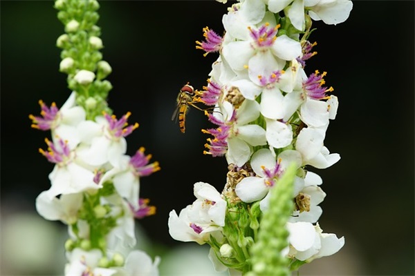 笑傲江湖性游戏名字个大全（稀少好听的笑傲江湖性游戏名字个）