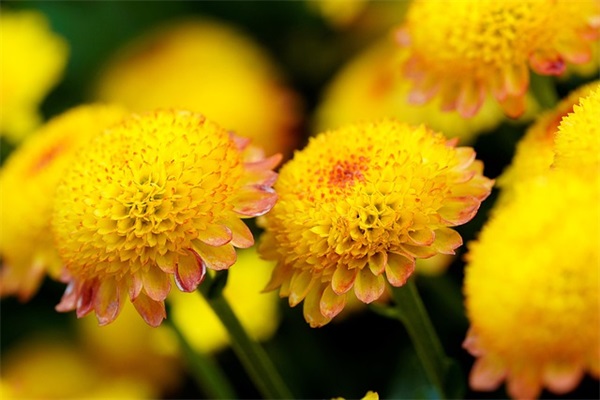 个性网英文名字 [71个]