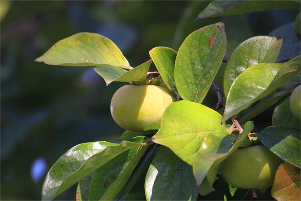 qq仙灵帮派名字(共293个)