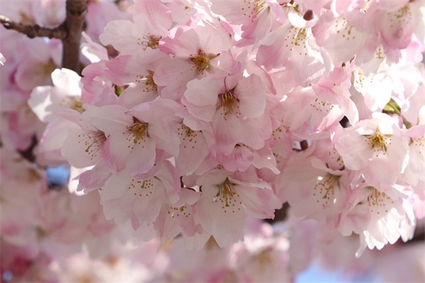 完美女孩的英文名字（甜美女生的英文名字）