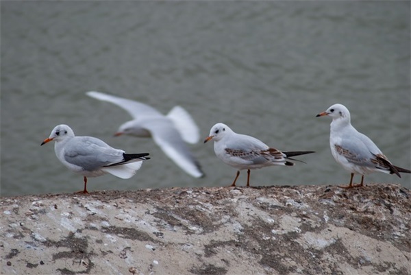 ti开头的英文单词（以ti为开头的英文单词）