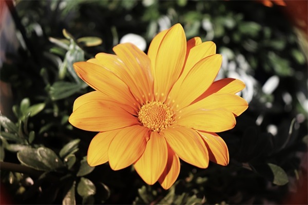 超简单的的宠物英文名（宠物简单可爱英文名）