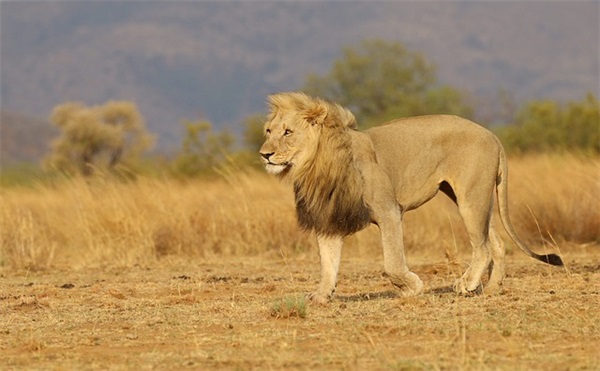 高端工作室英文名（工作室好听的英文名）
