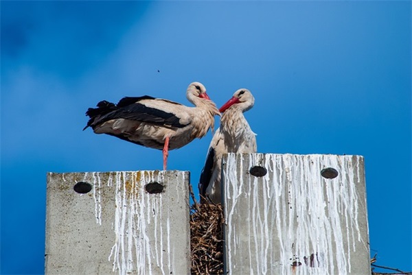 带运气的名称网名英文女