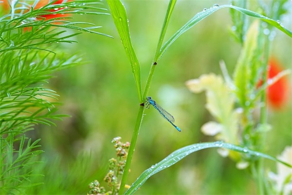黑暗之光名字大全