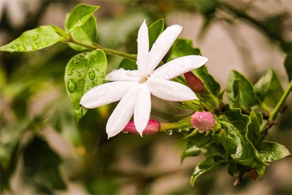 带莫字的符号网名