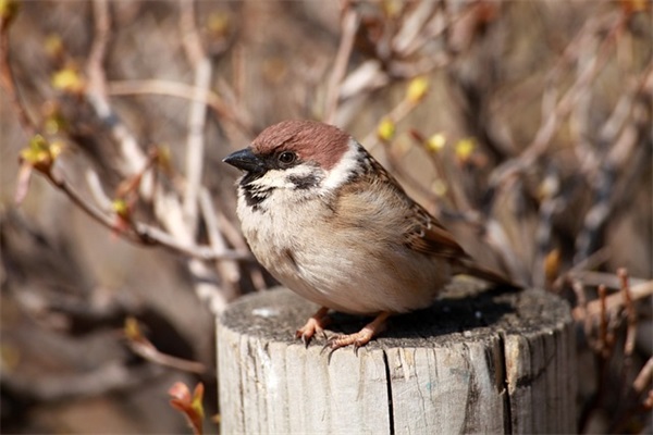 带莫的名字网名