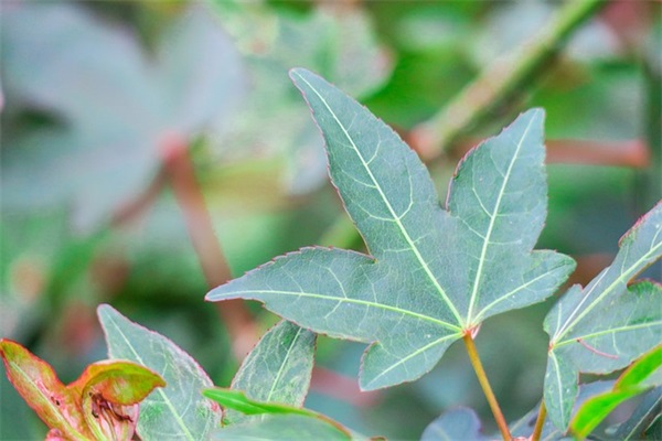 带莫和祈的网名男生