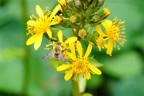 带木的字寓意好网名