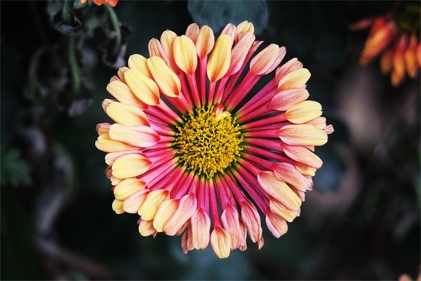 2026新年祝福佳句简短大全 新年祝福佳句