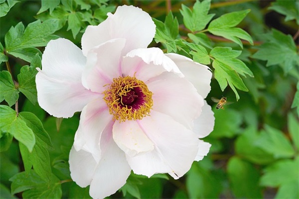 女生过生日红包祝福语大全集