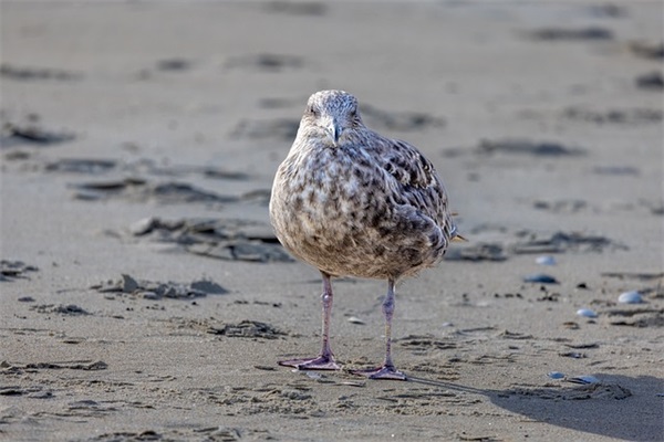 九岁孩子生日祝福语