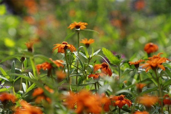 祝贺同学儿子结婚的祝福语 同学儿子结婚祝福语