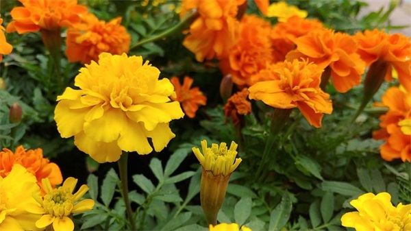 给父母的新春祝福语 春节祝福语句子精选