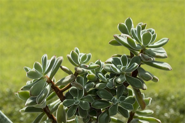 送老兵退伍祝福语25句